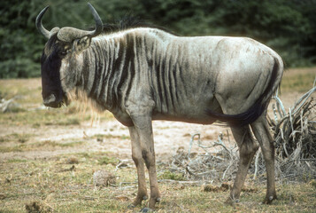Fototapeta premium Gnou à queue noire, Connochaetes taurinus, Parc national d'Amboseli, Kenya