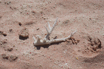 Sea Shell shaped like a Tree Branch on Pink Beach - Beach Debris