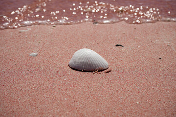 Empty Sea Shell on Pink Sand Beach - Tide in the Background