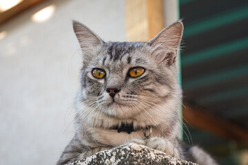 Grey Cat with Amber Eyes - Animal Portrait 