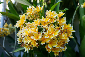Bunch of Yellow Flowers in Early Morning Light 