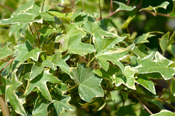 Obraz premium English Ivy Yellow Ripple leaves
