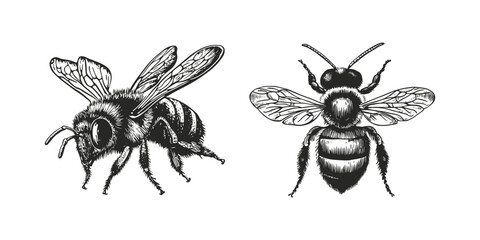Detailed black and white bee. Honey bee sketch old engraving vector illustration. hand drawn vintage honey bee old engraving vector illustration. 