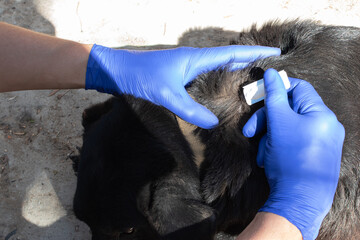 Treatment of domestic dog from parasitic insects