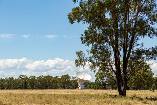 Paddock with Radio telescope, and kangaroos resting in shade of tree.