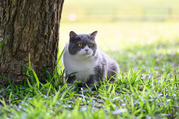 British shorthair cat sitting on grass