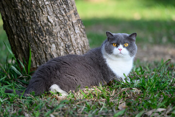 British shorthair cat lying on grass