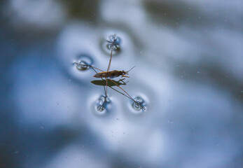 Insect Gerris lacustris, known as common pond skater or common water strider is a species of water...