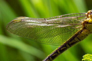 Larval dragonfly grey shell. Nymphal exuvia of Gomphus vulgatissimus. White filaments hanging out...