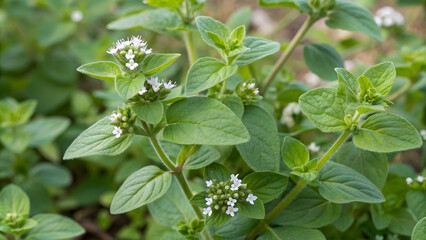 Obraz premium Oregano leaves with tiny white flowers create lush green scene, showcasing beauty of this aromatic herb. Perfect for culinary and decorative uses