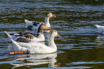 A domestic goose is a goose that humans have domesticated and kept for their meat, eggs, or down...