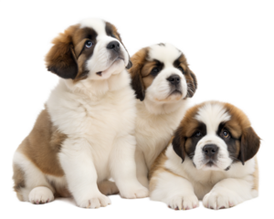 Saint-Bernard puppies isolated on white background. Saint-Bernard puppies on white