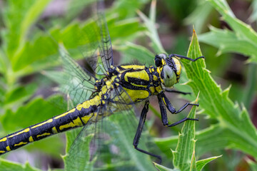 Dragonfly Gomphus vulgatissimus in front of green background macro shot with dew. on the wings. Blue flowers in the morning of a sunny summer day