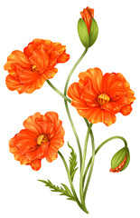 Poppy Colibri Flower