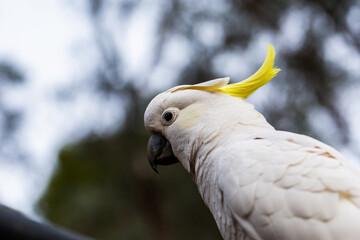 Sulphur-crested cockatoo with yellow crest close up with bokeh background