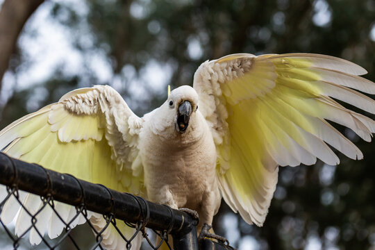 Sulphur-crested cockatoo squawking close up with bokeh background