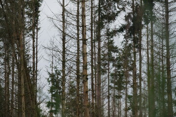 Baumreihe vor hellem Himmel