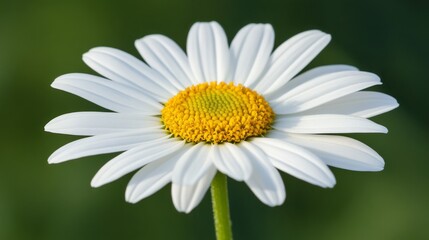 Obraz premium A Single White Daisy with a Yellow Center and Green Stem
