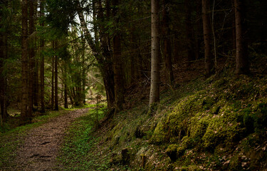 Obraz premium footpath in the woods
