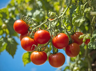 A cluster of ripe tomatoes hanging from a vine