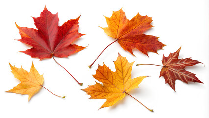 Fototapeta premium Collection of falling autumns colored maple leaves cut out on isolated White Background, Clipping path