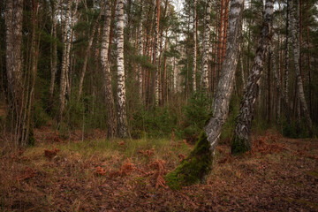 Fototapeta premium inside a serene autumn birch forest with bare trees and fallen leaves. late fall colors. november day