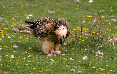 Gypaète barbu,.Gypaetus barbatus, Bearded Vulture, Pyrénées