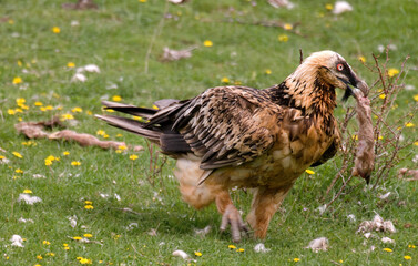 Gypaète barbu,.Gypaetus barbatus, Bearded Vulture, Pyrénées
