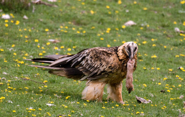 Gypaète barbu,.Gypaetus barbatus, Bearded Vulture, Pyrénées