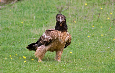 Gypaète barbu, jeune,.Gypaetus barbatus, Bearded Vulture, Pyrénées