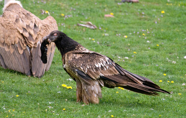Gypaète barbu, jeune,.Gypaetus barbatus, Bearded Vulture, Vautour fauve, Gyps fulvus, Griffon...