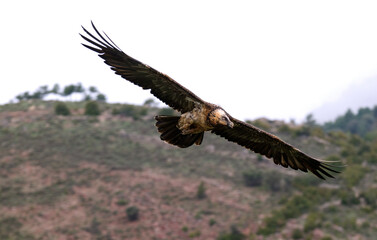 Gypaète barbu,.Gypaetus barbatus, Bearded Vulture, Pyrénées