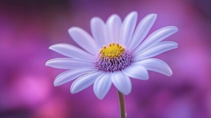 Obraz premium A Single White Daisy with a Yellow Center, Softly Focused Against a Purple Background