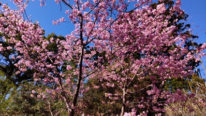 晴天の空の下、ピンクの桜