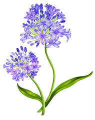 Obraz premium Agaphantus Flower
