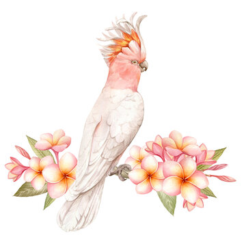 recommend clip art: Pink cockatoo, plumeria flowers and tropical leaves watercolor isolated illustration.