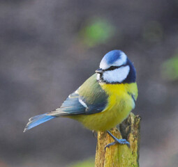 Fototapeta premium bird