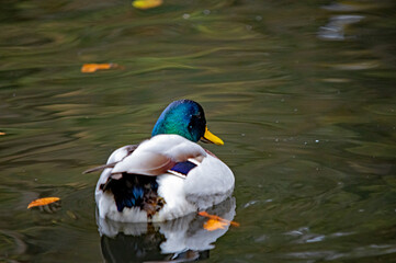Fototapeta premium Männliche Stockente im herbstlichen Wasser