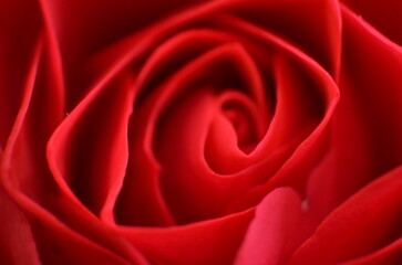 Naklejka premium Vibrant red rose in natural soft light. Close-up focus, delicate mood, macro angle, centered composition, indoor setting, floral detail, showcasing natural elegance, romantic ambiance.