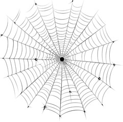 Fototapeta premium Intricate spider web glistening with dew drops