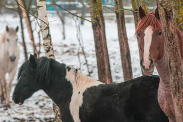 beautiful horses in the mountains in winter
