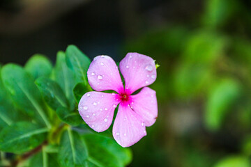 Beautiful pink Catharanthus roseus. It's also known as Cape Periwinkle, Graveyard plant, old maid, annual vinca multiflora, Apocynaceae flowering plants, medicinal herb.