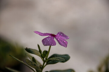 Beautiful pink Catharanthus roseus. It's also known as Cape Periwinkle, Graveyard plant, old maid, annual vinca multiflora, Apocynaceae flowering plants, medicinal herb.