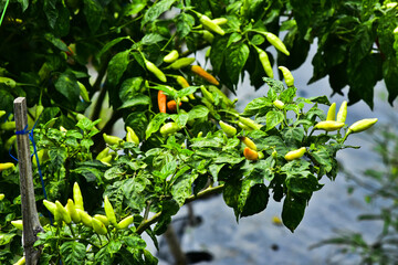 Cayenne pepper contains vitamin B6, folic acid, potassium and beta-carotene which can prevent you...