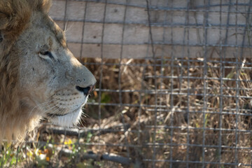 Lion Enclosure Zoo Animal Captivity