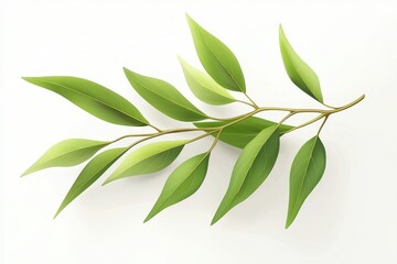 Obraz premium A close-up of a vibrant green branch with lush leaves isolated on a white background. Perfect for nature-inspired designs, botanical illustrations, and creating a sense of growth and renewal.