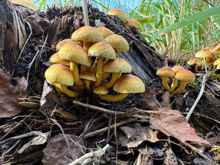 Sulphur tuft, Hypholoma fasciculare, or clustered woodlover on a dead tree