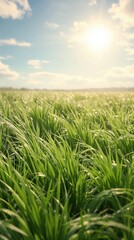 Obraz premium Natural grass with a blurred sun and a sunny sky, , natural grass, blurred bokeh, sun, sunny day