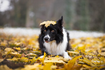 Dark border collie photography