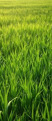 Fototapeta premium Lush green landscape with tall blades of grass swaying in the wind, serene atmosphere, earthy tones, nature landscape, foliage